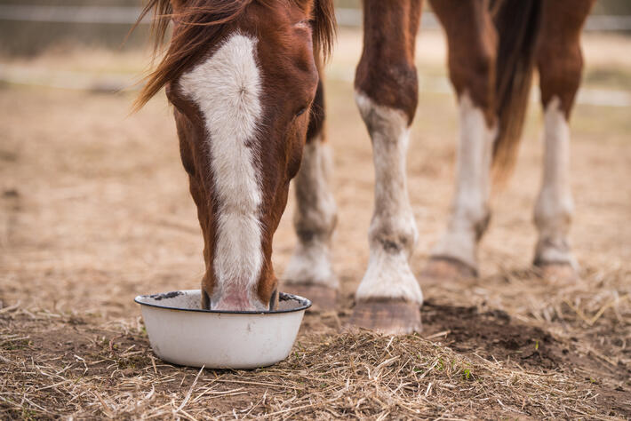 Red bay horse eating her feed out of a rubber pan in pasture