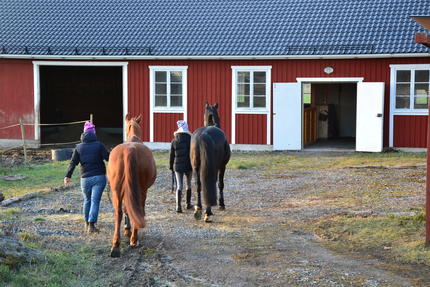 Första hästarna anländer till gården.