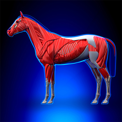 Horse Muscles - Horse Equus Anatomy - On Blue Background