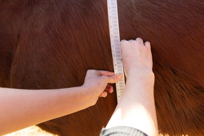 Close up shot of horse being weighed using a special animal tape