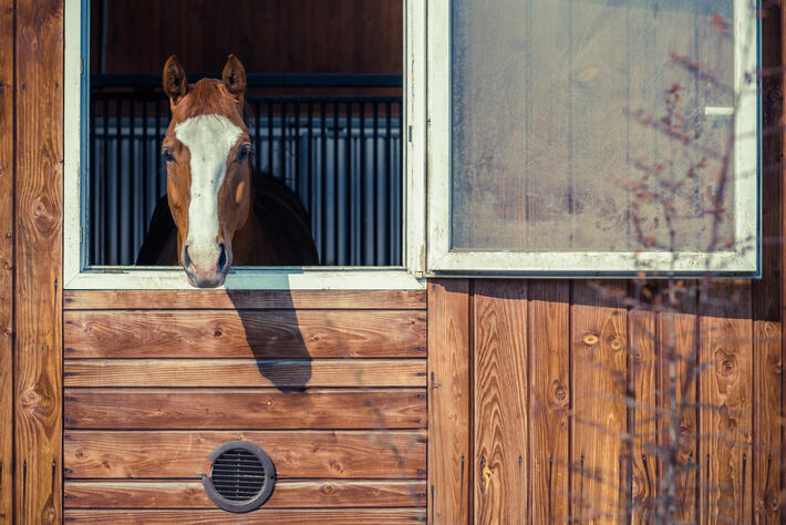 Curious brown horse looking out stable window