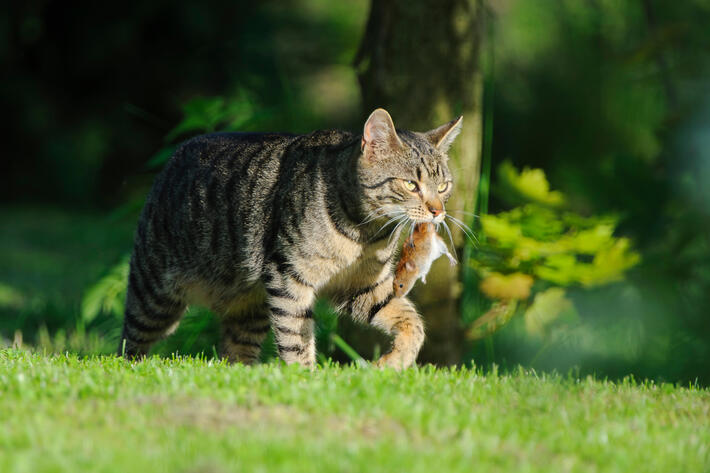 Nice domestic cat carrying small rodent prey in natural garden e