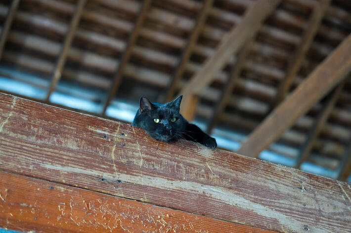 Black barn cat with green eyes