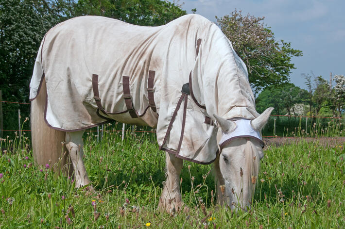 Horse wearing a rug for protection against insects